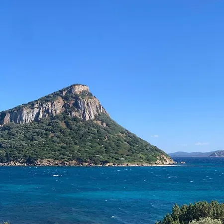 Orchidea